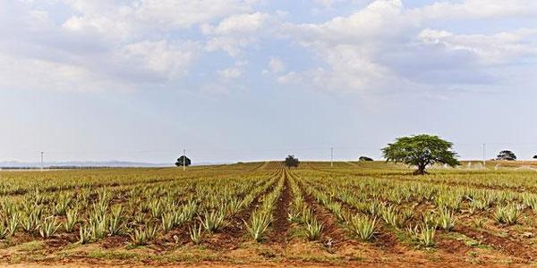 Aloe Vera Feld